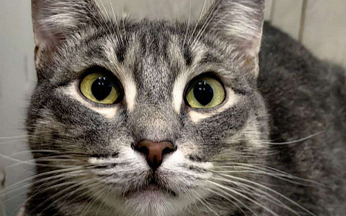 Брошен в морозы на улице, котик в добрые руки