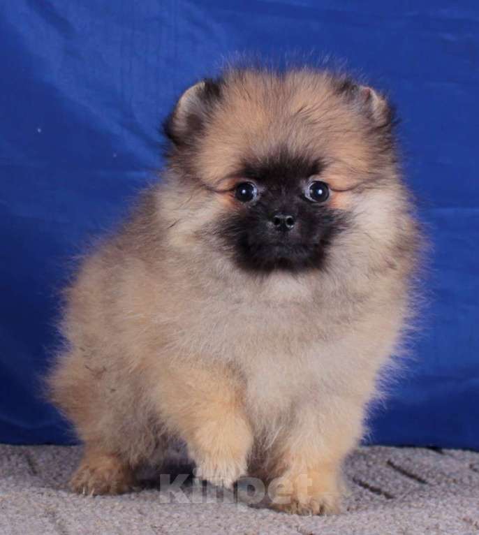 Собаки в Москве: померанский шпиц  мальчик для души Мальчик, 20 000 руб. - фото 7