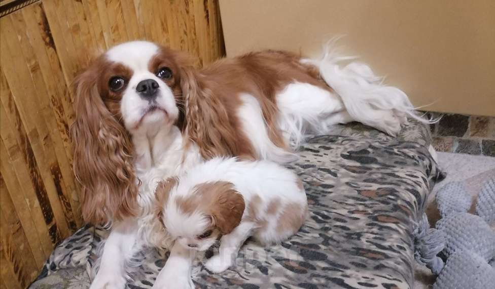 Собаки в Москве: Кавалер Кинг Чарльз спаниель Мини Мальчик  Мальчик, 120 000 руб. - фото 1