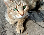 Кошки в Москве: Спасите Маню Девочка, Бесплатно - фото 3