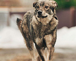 Собаки в Лосином-Петровском: Джед валентинка в добрые руки Мальчик, Бесплатно - фото 5