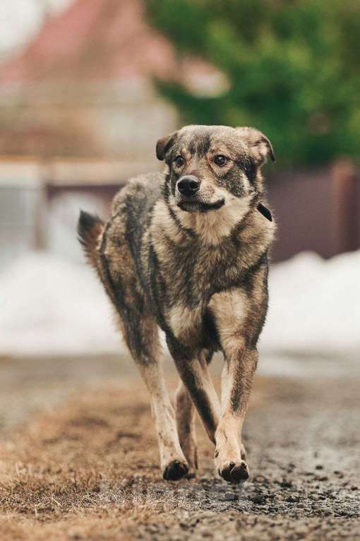 Собаки в Лосином-Петровском: Джед валентинка в добрые руки Мальчик, Бесплатно - фото 5