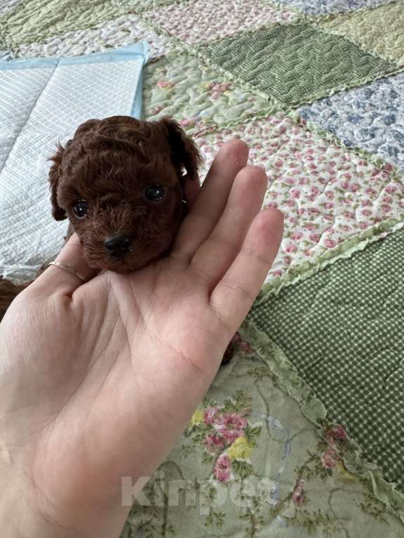 Собаки в Москве: Той-пудель тикап тэдди Мальчик, 200 000 руб. - фото 2