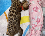 Кошки в Люберцах: Бенгальские котята с документами  Девочка, 25 000 руб. - фото 6