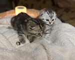 Кошки в Курганинске: Шотландские котята Мальчик, Бесплатно - фото 1