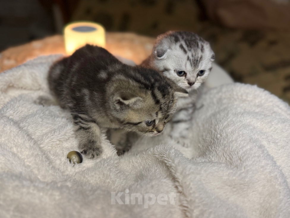 Кошки в Курганинске: Шотландские котята Мальчик, Бесплатно - фото 1