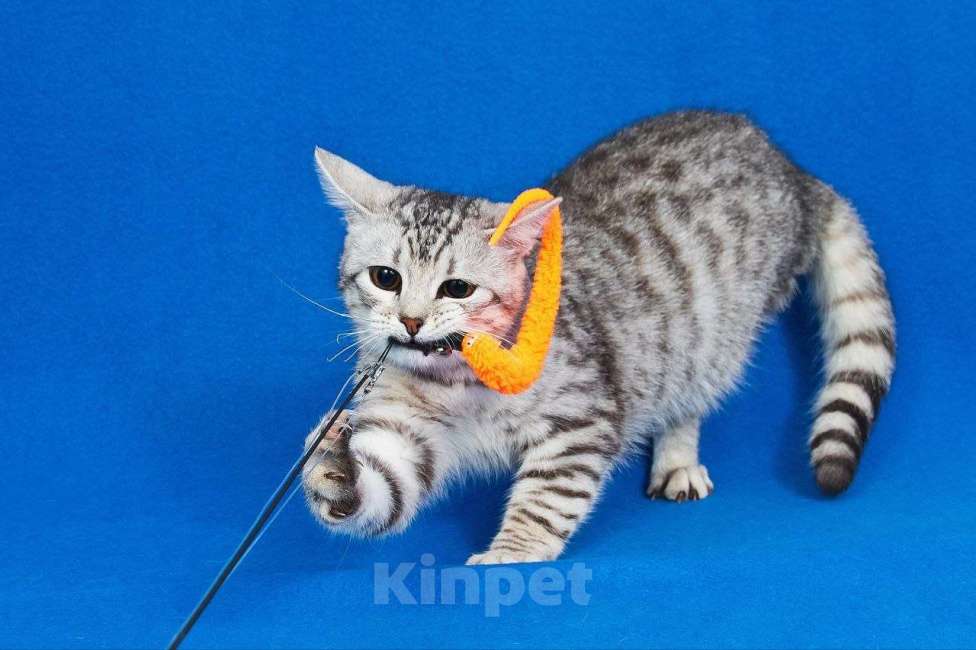 Кошки в Москве: Котенок Джонни ищет дом Мальчик, Бесплатно - фото 7