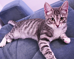 Кошки в Балашихе: Котик мальчик европеец Мальчик, 1 000 руб. - фото 4