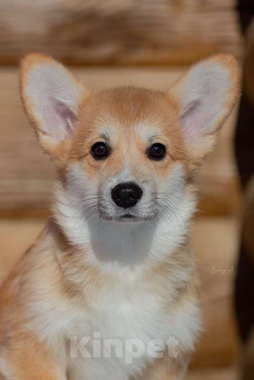 Собаки в Москве: Лагонда Девочка, 80 000 руб. - фото 1