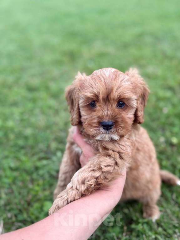 Собаки в Москве: Кавапу щенок мальчик Мальчик, Бесплатно - фото 4
