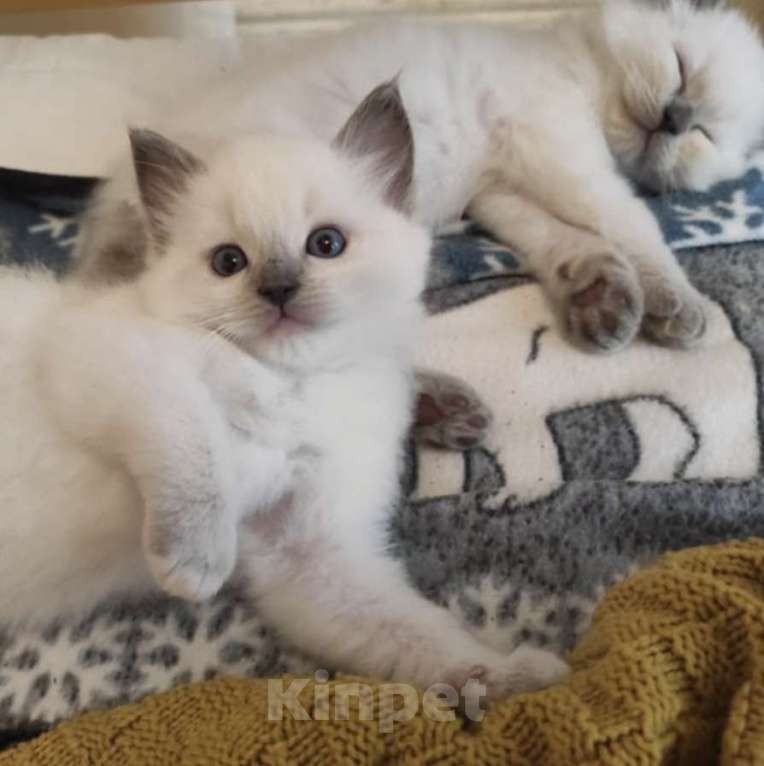 Кошки в Москве: Рэгдолл девочки Девочка, 80 000 руб. - фото 3