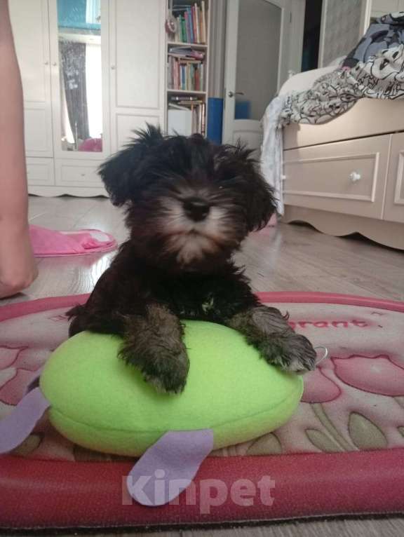 Собаки в Москве: Продам щенка Цвергшнауцера Девочка, 40 000 руб. - фото 9