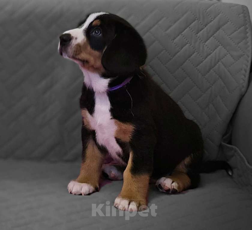 Собаки в Москве: Щенок Энтлебухер Зенненхунд  Мальчик, 60 000 руб. - фото 6