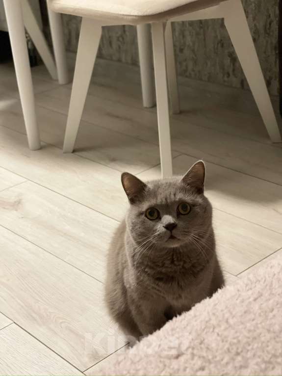 Кошки в Новосибирске: Отдам кота в добрые руки  Мальчик, Бесплатно - фото 1