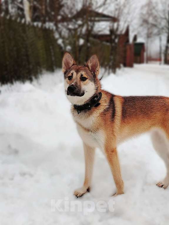 Собаки в Санкт-Петербурге: Санни, рыжая собачка ищет дом Девочка, Бесплатно - фото 1