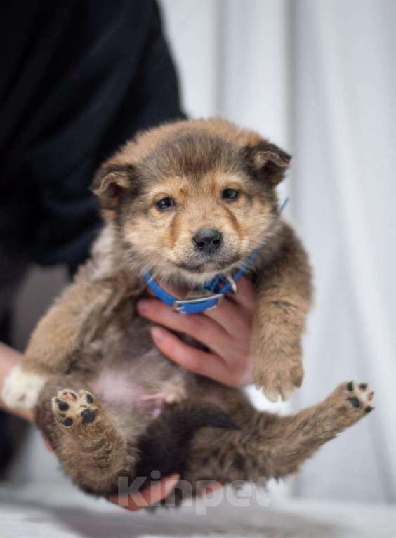 Собаки в Ногинске: Щенок Хома ищет дом Мальчик, Бесплатно - фото 3