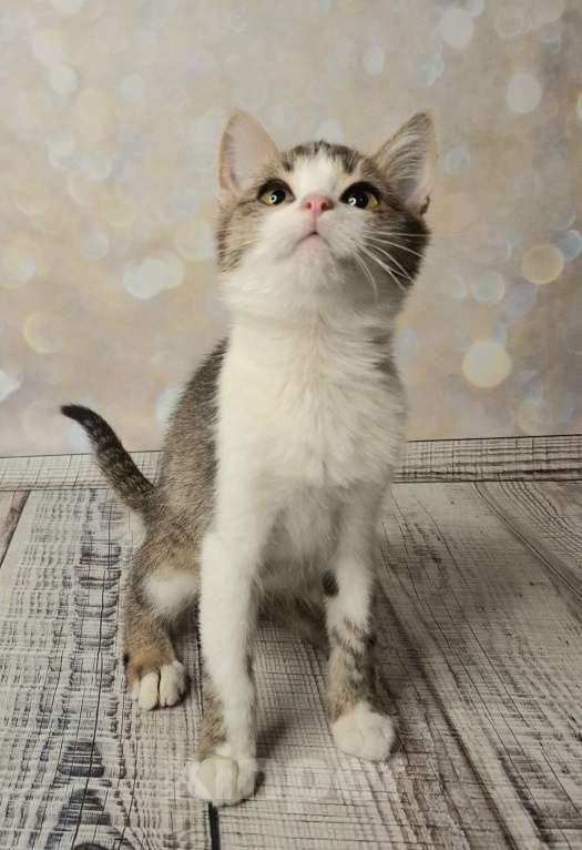 Кошки в Москве: Котёнок в добрые руки  Мальчик, Бесплатно - фото 2