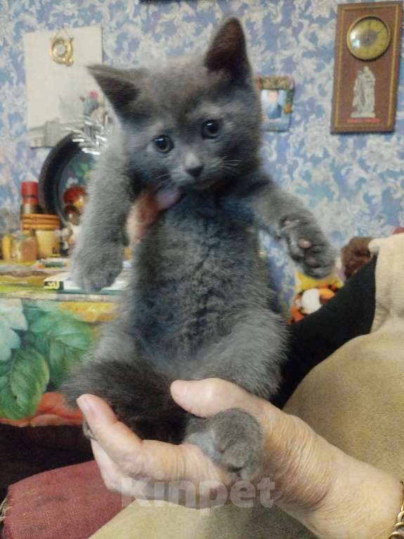 Кошки в Москве: Девочка русская голубая 1,5 месяца ест самостоятельно уже ходит отведённое место , игривая Девочка, 4 000 руб. - фото 2