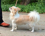Собаки в Керчи: Чихуахуа, 75 000 руб. - фото 3