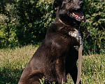 Собаки в Химках: Активный пес Мальчик, Бесплатно - фото 3