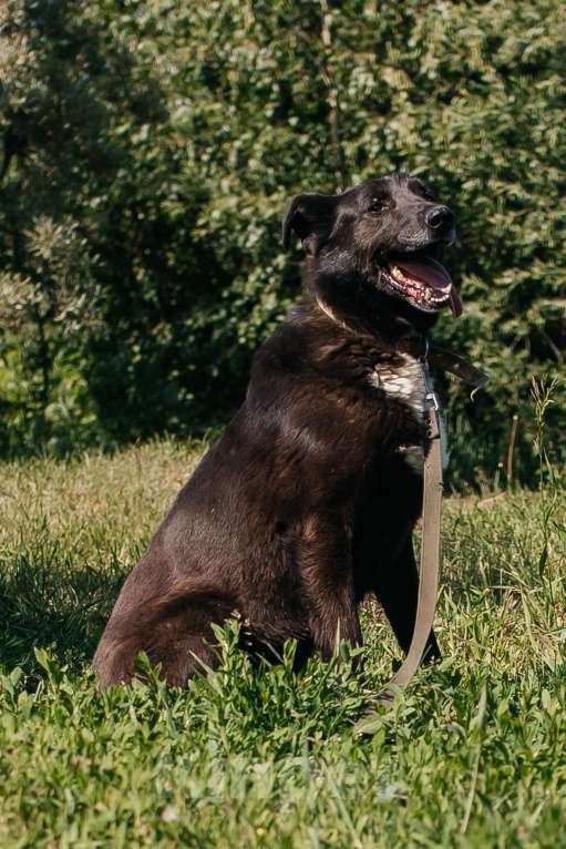 Собаки в Химках: Активный пес Мальчик, Бесплатно - фото 3