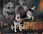 Собаки в Севастополе: щенок восточноевропейской овчарки, документы РКФ Мальчик, 60 000 руб. - фото 2