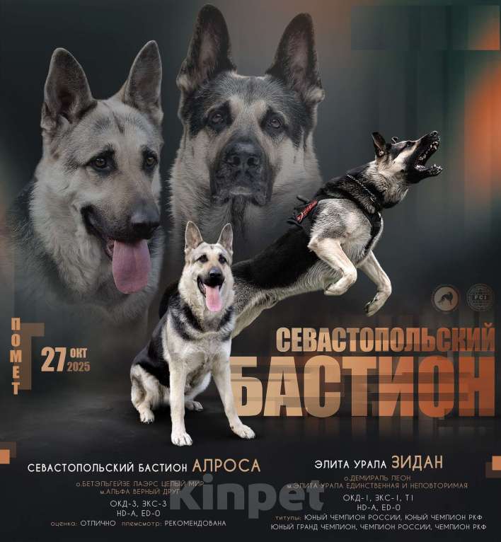 Собаки в Севастополе: щенок восточноевропейской овчарки, документы РКФ Мальчик, 60 000 руб. - фото 2