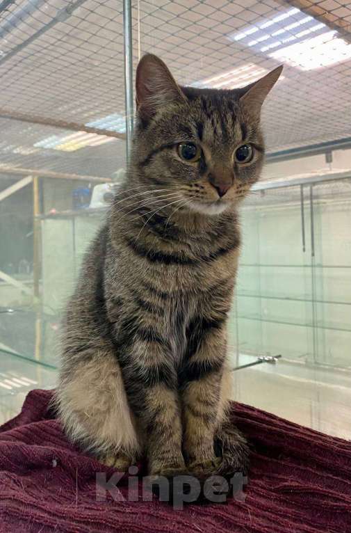 Кошки в Москве: Василиса Прекрасная, любимая кошачья классика. Юная кошечка ищет дом Девочка, 1 руб. - фото 6