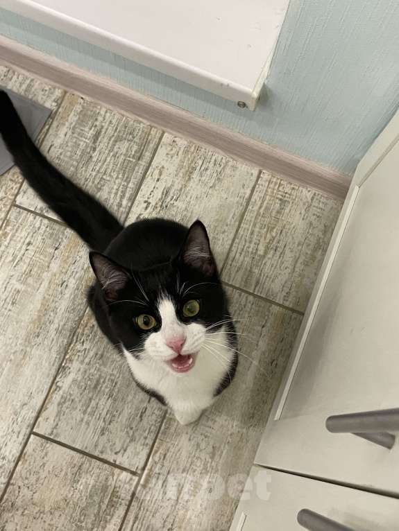 Кошки в Сочи: В добрые ручки Мальчик, Бесплатно - фото 3