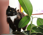 Кошки в Калуге: Роскошная пушистая Ляля. Молодая кошка в добрые руки. Девочка, Бесплатно - фото 4