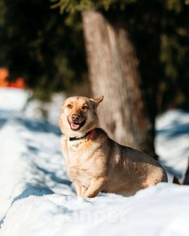 Собаки в других городах Московской области: Привет :) Я  - Тата Девочка, Бесплатно - фото 7