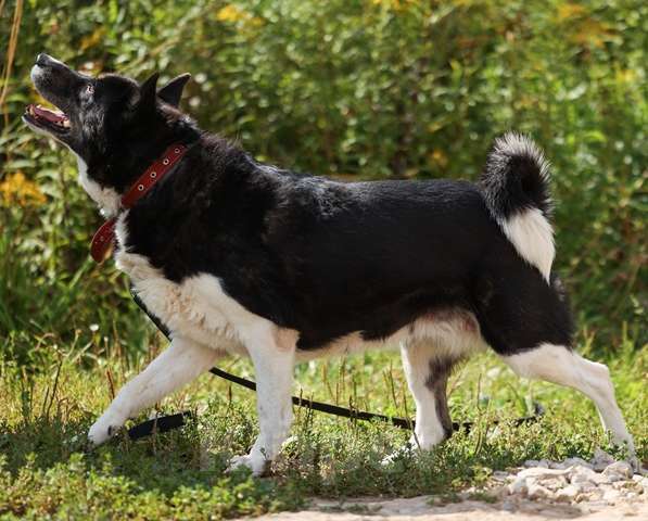 Собаки в Москве: Солнечная собака Бимочка в добрые руки Девочка, Бесплатно - фото 5