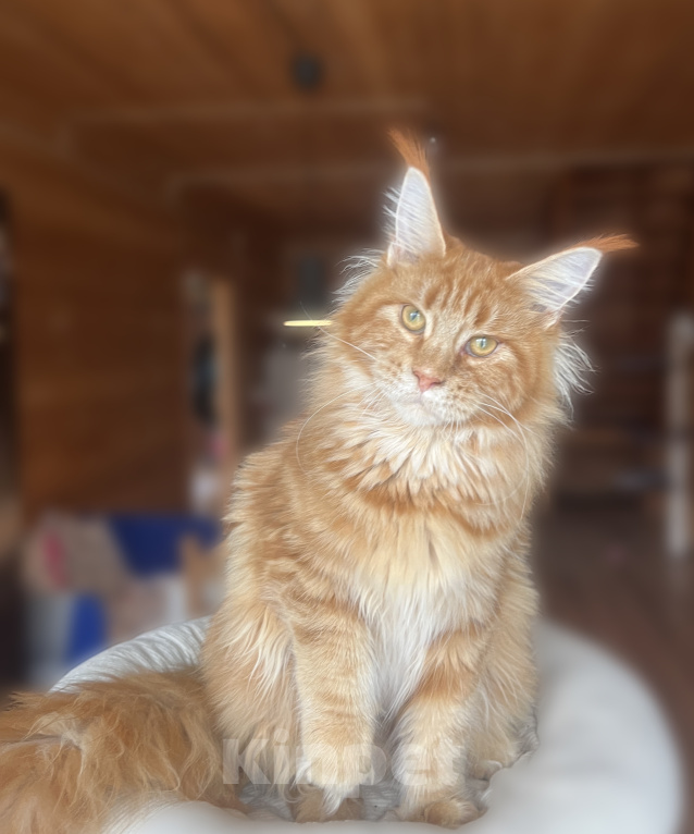 Кошки в Ярославле: Котенок Мейн Кун Девочка, 50 000 руб. - фото 1