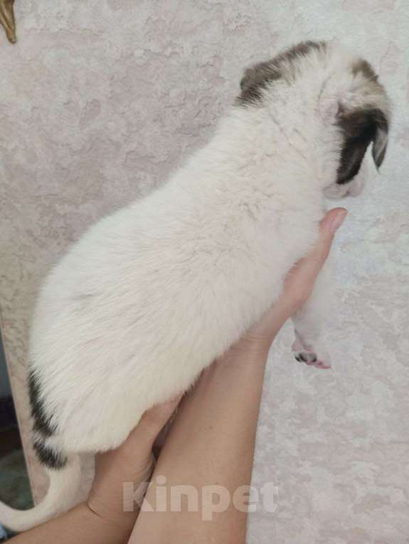 Собаки в Астрахани: 3 девочки ищут любящие семьи Девочка, Бесплатно - фото 3