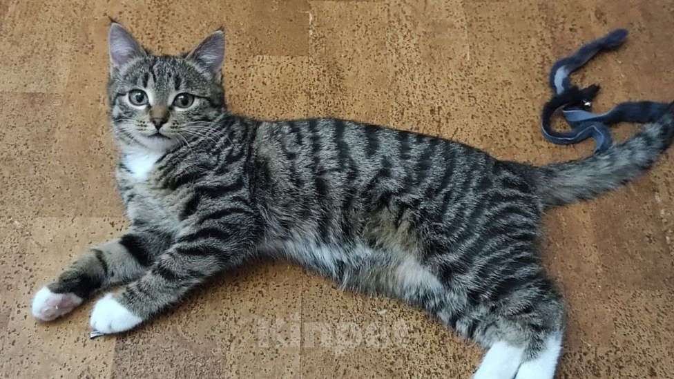 Кошки в Москве: Новогодний сюрприз, девочка, примерно 5 месяцев Девочка, Бесплатно - фото 6