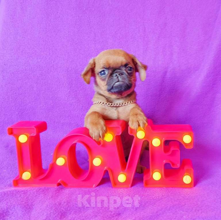 Собаки в Москве: Рыжий мальчик пти-брабансон Мальчик, 45 000 руб. - фото 1