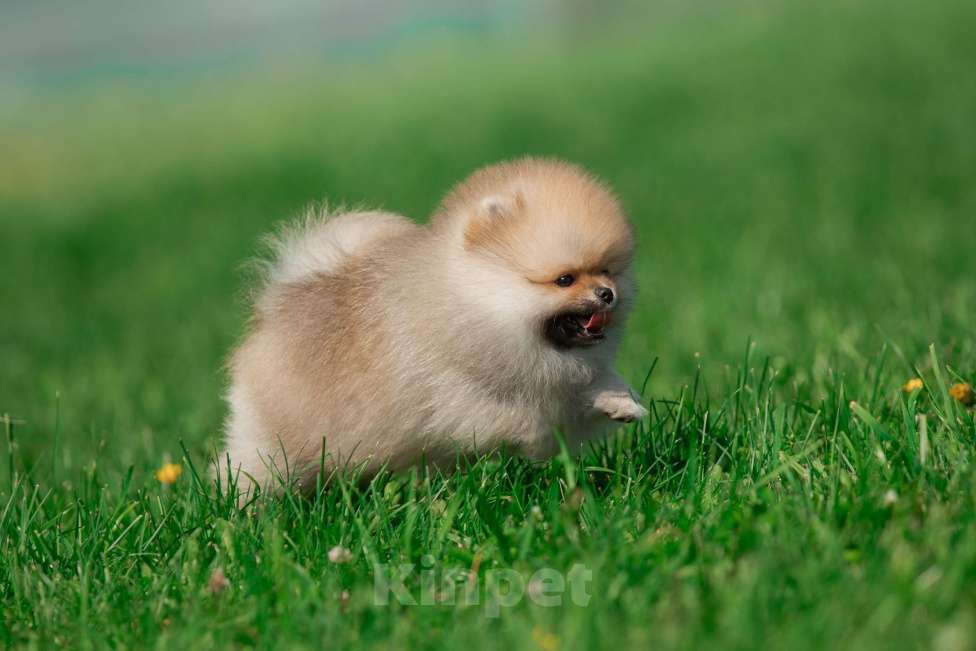 Собаки в Санкт-Петербурге: Марлекс Кларк Кент Мальчик, 75 000 руб. - фото 2