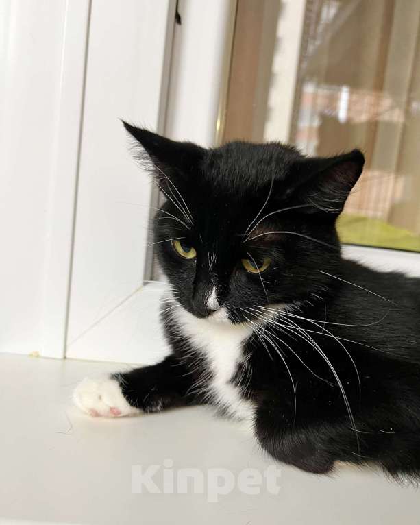 Кошки в Москве: В дар кошечка Манроша - нежность и ласка Девочка, Бесплатно - фото 3