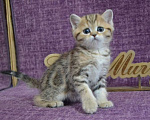 Кошки в Москве: Мраморный страйт Мальчик, 50 000 руб. - фото 1