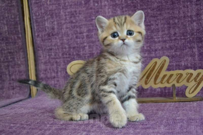 Кошки в Москве: Мраморный страйт Мальчик, 50 000 руб. - фото 1