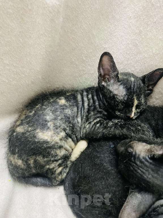 Кошки в Сочи: Котята Сфинкс Браш Девочка, 10 000 руб. - фото 3