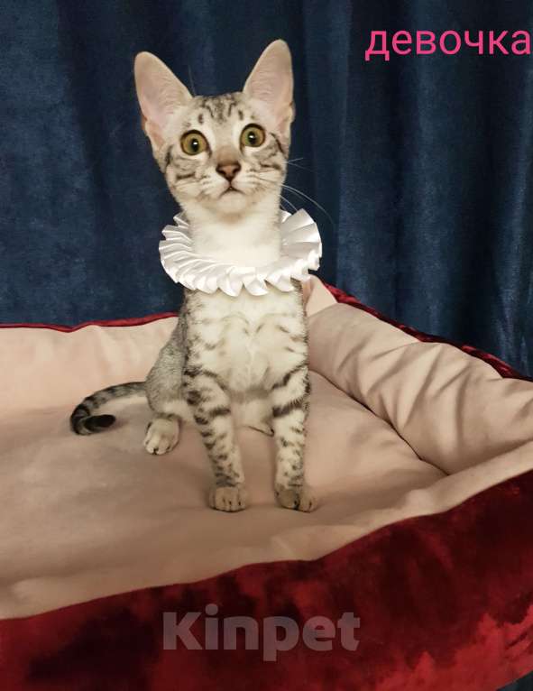 Кошки в Санкт-Петербурге: Кошечка редкой породы Египетская мау  Девочка, Бесплатно - фото 4
