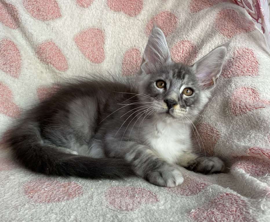 Кошки в Дмитрове: Черный серебристый мраморный мальчик мейн кун Camelot Мальчик, 30 000 руб. - фото 2