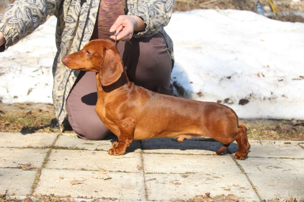 Собаки в Москве: Вязка с Чемпионом РКФ Мальчик, Бесплатно - фото 1