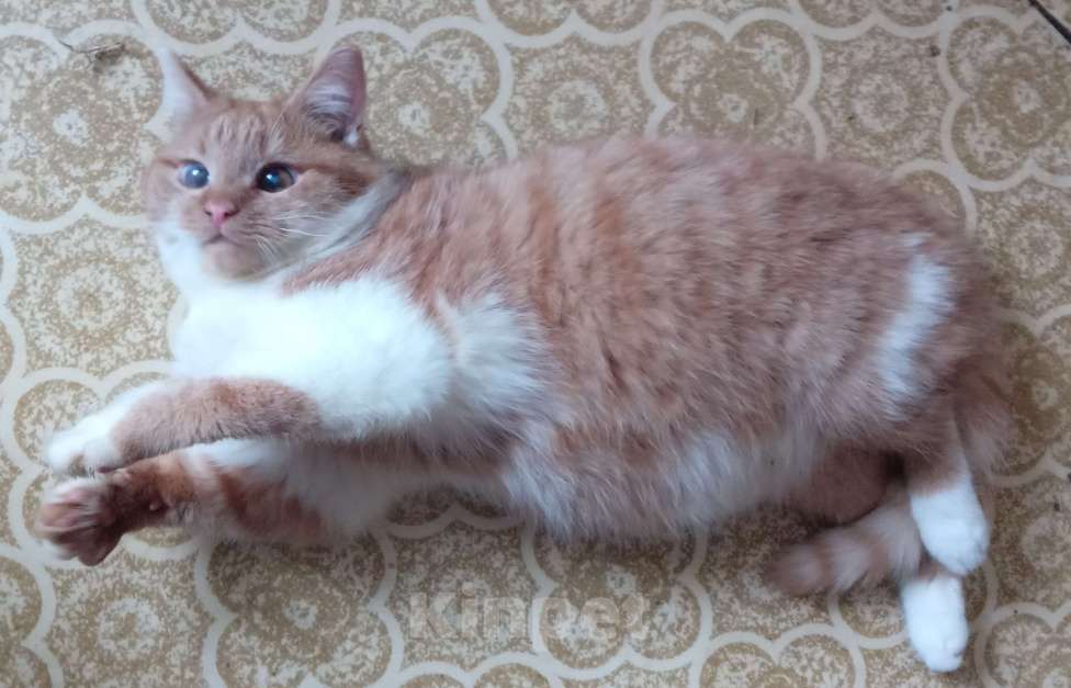 Кошки в Москве: Ярко-рыжий шотландский котик Мальчик, Бесплатно - фото 4