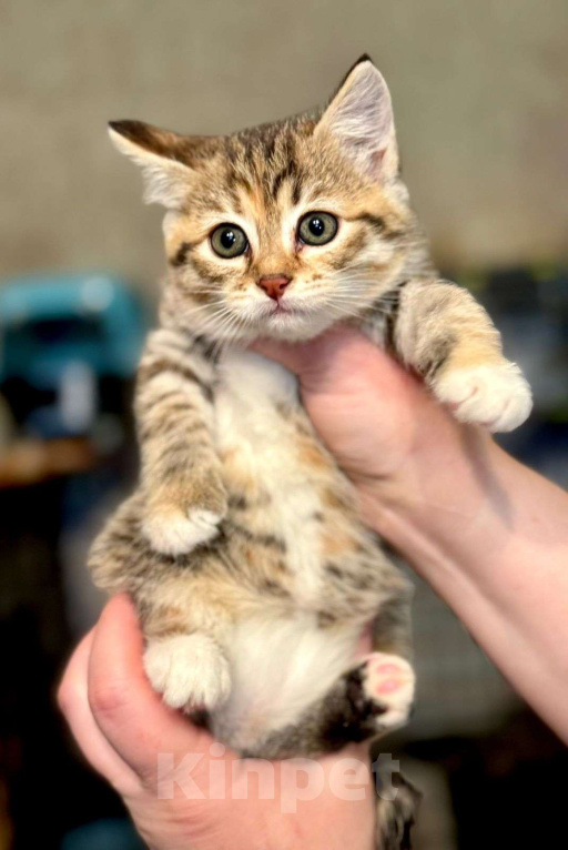 Кошки в Москве: Котёнок девочка в добрые руки  Девочка, Бесплатно - фото 1