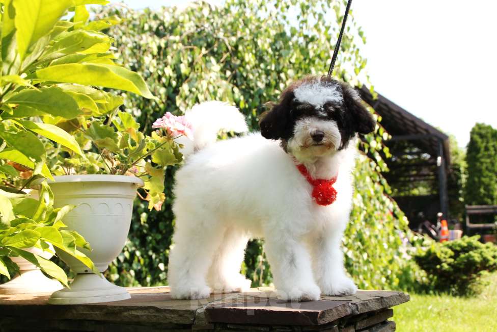 Собаки в Воронеже: Щенок Пуделя арлекин Мальчик, 90 000 руб. - фото 3