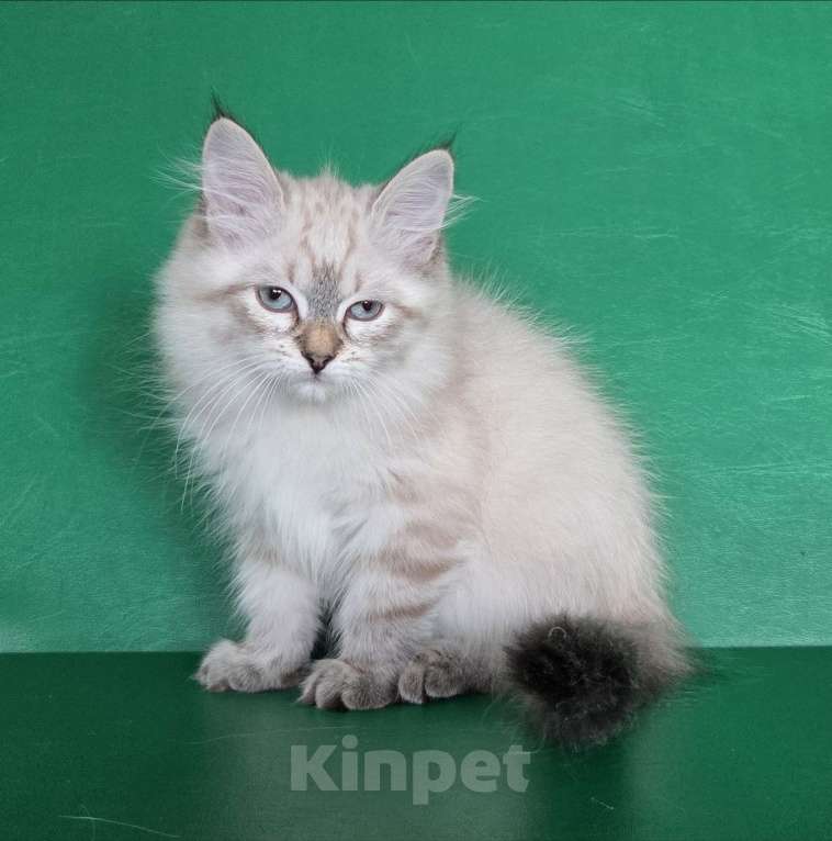 Кошки в Воронеже: Невские маскарадные котята Девочка, 40 000 руб. - фото 5