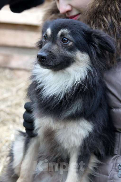 Собаки в Москве: Метис шпица пушистый пёсик Даниэль в дар Мальчик, 1 руб. - фото 1