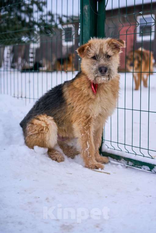 Собаки в Москве: Флинт в добрые руки Мальчик, Бесплатно - фото 5